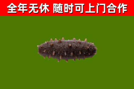 青田县烟酒回收干海参.jpg
